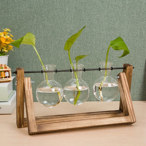 Bulb glass terrarium with - terrarium,