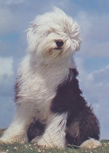 Old english sheepdog dog - sheepdog, card