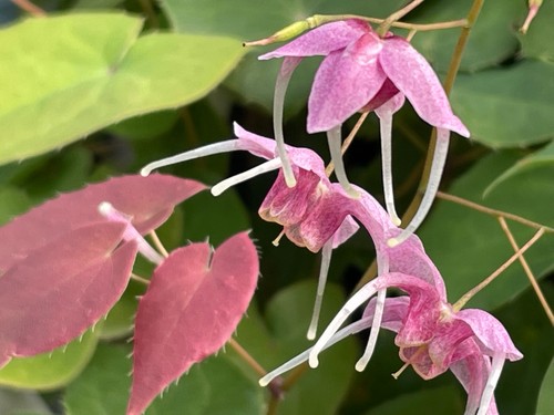 Epimedium pretty pink plant - in,