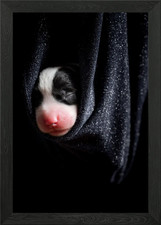 Welsh Corgi Cardigan Framed