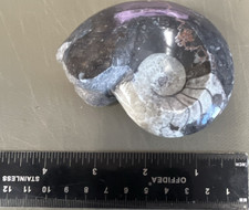 Ammonite fossil natural - ammonite,