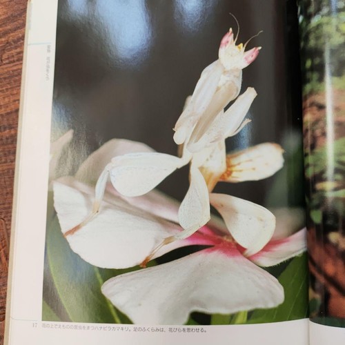 The orchid mantis insects of - orchid, &
