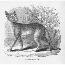 Egyptian cat antique print - cat,