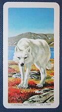WOLF   Arctic Tundra Predator  Vintage Wildlife Card  EE04M