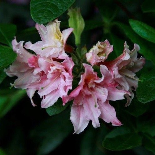 Rhododendron double parfait - rhododendron,