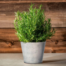 Rosemary Herb Plant
