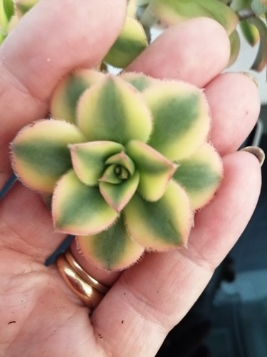 Unrooted cutting aeonium - 1,