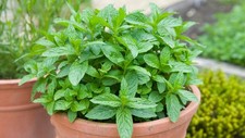 Herb – Peppermint (Mentha piperita) Plug Plants x 3 – Strong, Fresh Scent!