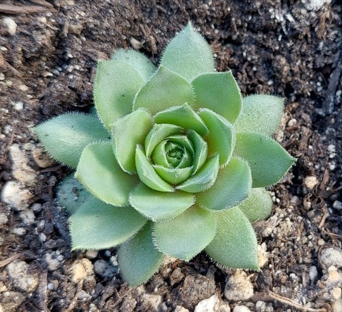 Sempervivum utopia x2 plants - ,