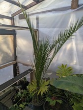 6-7ft phoenix Palm Tree