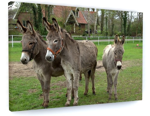 Donkey animal farm canvas - animal,