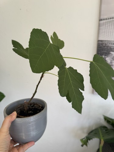 Fig tree live real - fig, plant