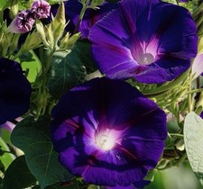 3 Morning Glory Black Knight