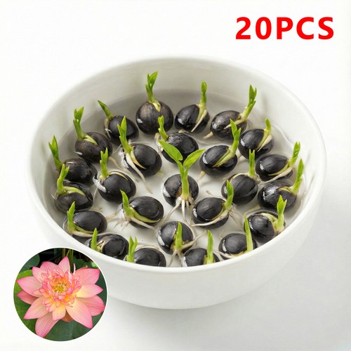 20pcs bowl lotus seeds water - 20pcs,
