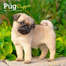 Pug Puppies | 2026 7x14"