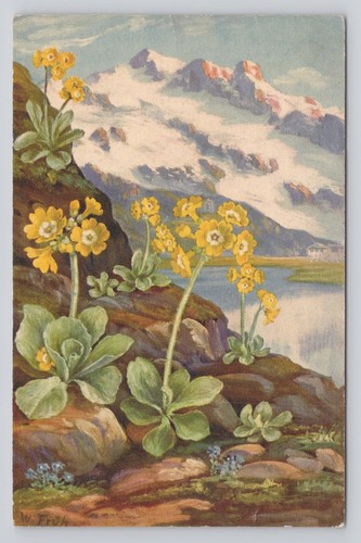 Primula auricula yellow - yellow, alpine