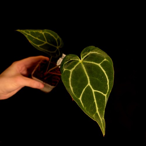 Anthurium crystallinum aroid - crystallinum,
