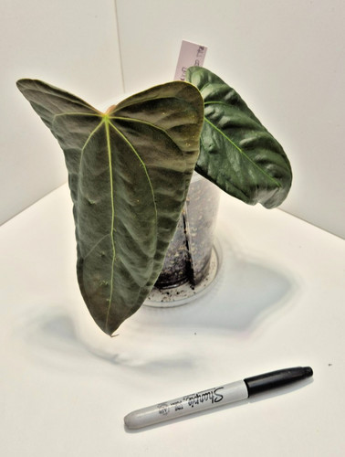 Anthurium portillae indo type - portillae,