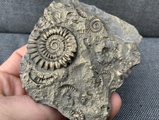 Pyrite Fossil Ammonite