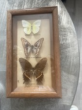 Vintage taxidermy Butterflies