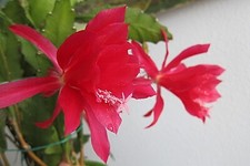 Epiphyllum Nearly Red Orchid Cactus House Plant - Rooted Cutting.