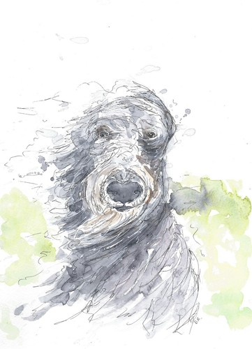 Scottish deerhound size - deerhound, a4