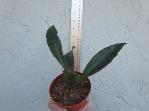 Sansevieria subspicata