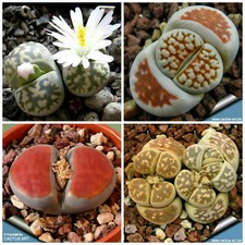 10 seeds of LITHOPS