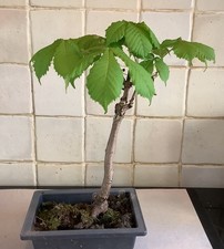 Bonsai Horse Chestnut Tree -