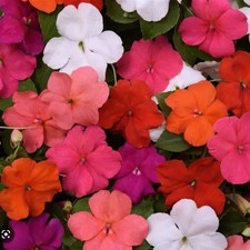 Impatiens mixed bizzie - 24,