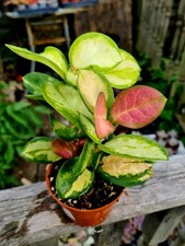 Hoya Australis Tricolour cv