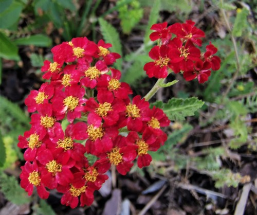 Achillea millefolium rubra - millefolium, 'rubra