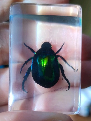 Real rose chafer - beetle, bug