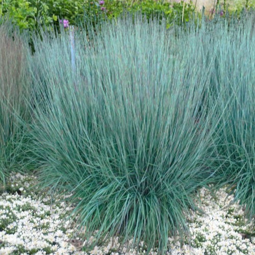 Little bluestem grass - bluestem,