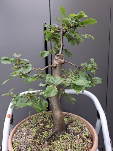 Part trained yamadori hornbeam - part,
