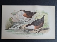 Antique (1894) print - Dipper -  Birds - Ornithology