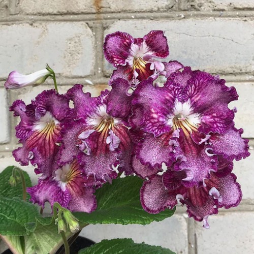 Streptocarpus imagination - streptocarpus, od-imagination