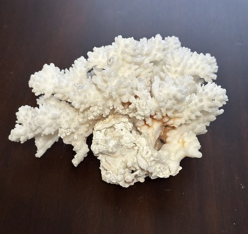 Real premium white - white, acropora