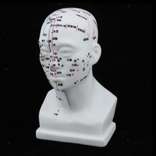 Head Acupuncture Model 20cm