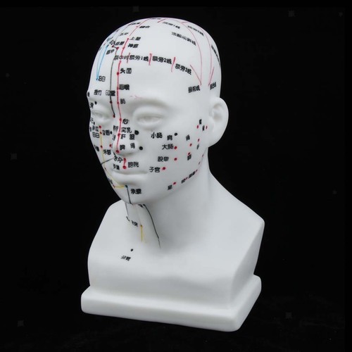 Head acupuncture model 20cm - head,