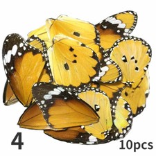 10x real papilio - 10x, butterfly