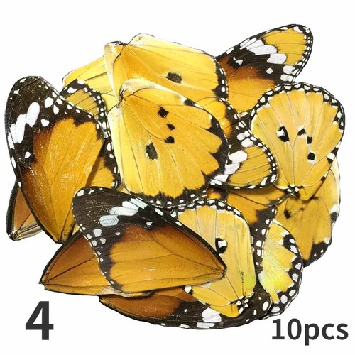 10x real papilio butterfly - real,