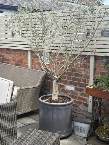 Established olive tree - tree, in