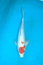 11" Tancho Sanke Koi Carp  A**