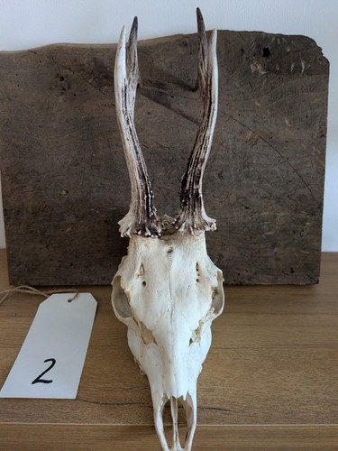 Deer skull with antlers - deer,