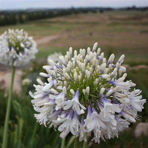 Agapanthus queen mum - mum’, x5