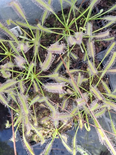 Drosera capensis aka the - drosera, cape