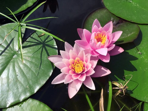 Nymphaea rose arey - 'rose, water
