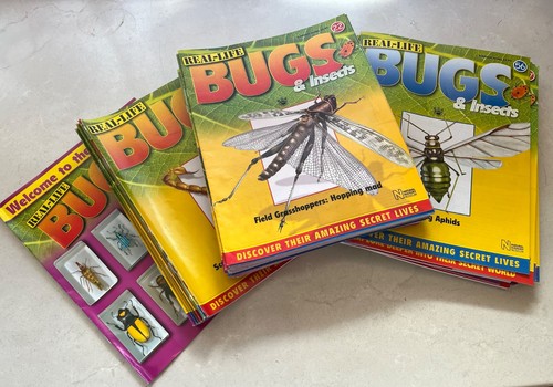 Real life bugs insect - real,