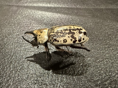 Eastern hercules beetle - eastern,